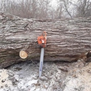 Fellers Tree Removal - Tree Service