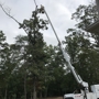 Case Tree Service