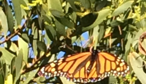 Monarch Grove Sanctuary - Pacific Grove, CA