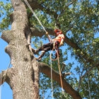 Keith's Tree Service and Firewood-Sherman TX