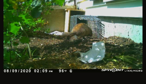 Canton Wildlife Removal - Canton, MA