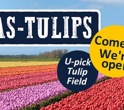 Texas-Tulips, LLC - Pilot Point, TX