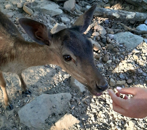 Wisconsin Deer Park - Wisconsin Dells, WI