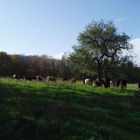 Steady Lane Farm