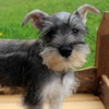 Fernweh Miniature Schnauzers gallery