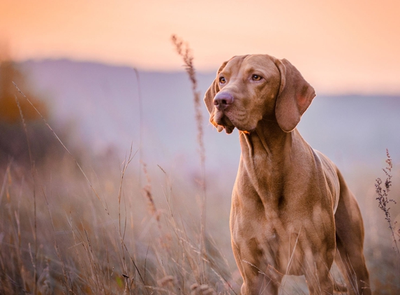 Sit Means Sit Dog Training - Knoxville, TN