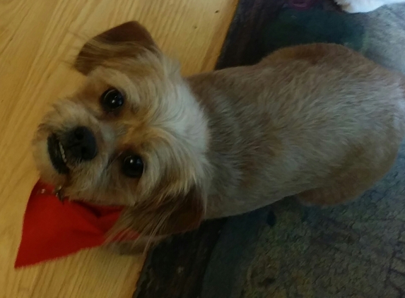 Pet Corral - Layton, UT. Schweenie Shi Tzu/dachshund