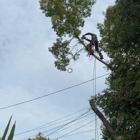 Capital Arborists Inc