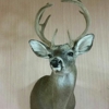 Wewa Taxidermy Store and Studio gallery