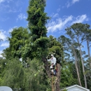 Mr D's Tree & Landscaping Service LLC - Tree Service