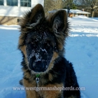 West German Shepherds.com