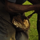 Mobile Horse Farrier - Horse Training