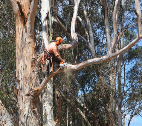 Dynamic Tree Works