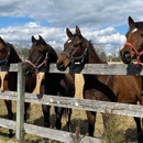 Arrowhead Stable - Riding Academies