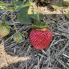 Neil Greiling Gardens Strawberries gallery