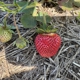 Neil Greiling Gardens Strawberries