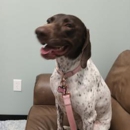 Southpaw Animal Care - Veterinarians