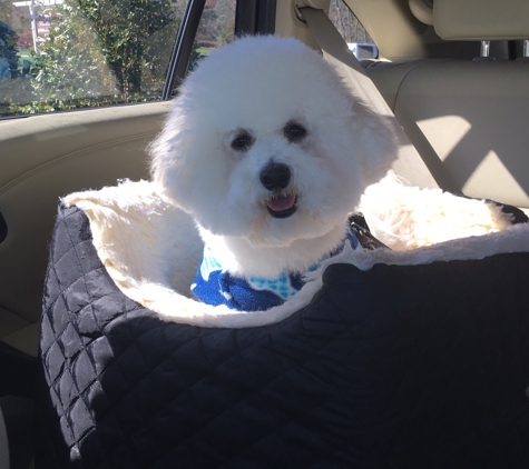 Three Rivers Market - Knoxville, TN. My hypoallergenic dog for people but he has his own allergies.