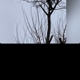Bryans Tree Service