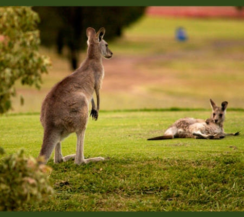 Longyard Golf - Hillvue, NSW