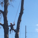 Complete Tree Service - Tree Service