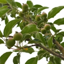 Applewood Nursery & Landscape Supply - Nurseries-Plants & Trees