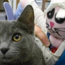 Kentwood Cat Clinic - Pet Grooming