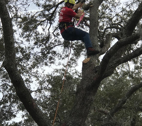 KDT Tree Service - Fern Park, FL