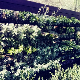 Legends By Southwinds - Costa Mesa, CA. Living Wall sample at 
The Nursery by Southwinds 92618