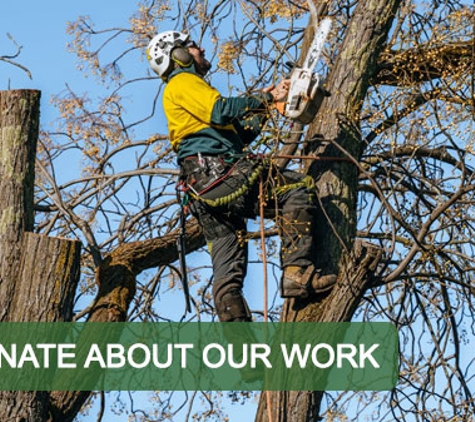 Curtis Tree Lopping Specialists. Passionate About Our Work