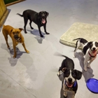 24 Hour Dog Daycare