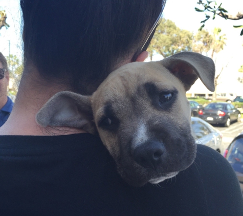 PetSmart - Torrance, CA