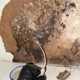 Engage Mold Solutions of Florida