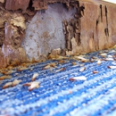 Reynolds Termite Control Inc. - Pest Control Services