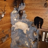 Naber's Taxidermy Inc gallery