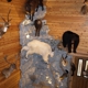 Naber's Taxidermy Inc