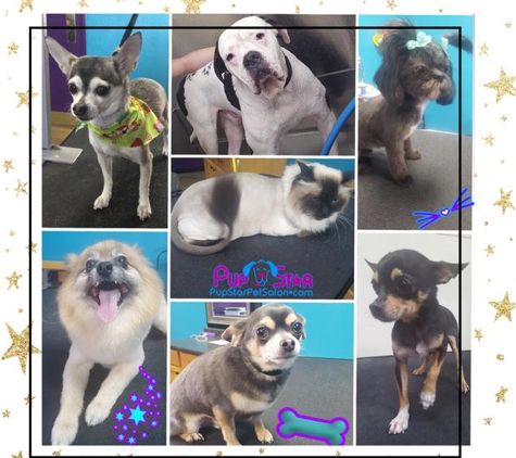 Pup Star Pet Salon - North Las Vegas, NV