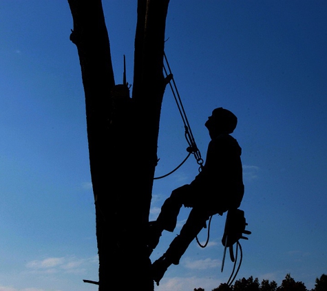 Joles Tree Service - Baton Rouge, LA