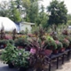 Nicole's Greenhouse & Florist