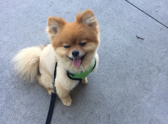 Pawsitively Groomed Pet Salon - Burlingame, CA