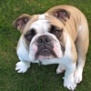 Bulldog Security Services, LLC gallery