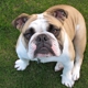 Bulldog Security Services, LLC