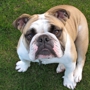 Bulldog Security Services, LLC