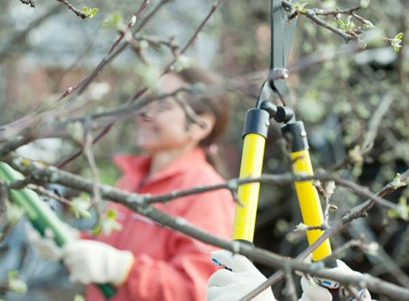 Texan Tree Experts - Houston, TX