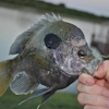 Private Water Fishing gallery