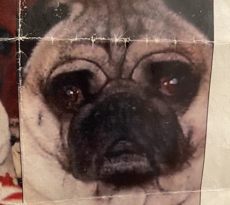 Animal Medical Clinic Of South Boston - South Boston, VA. Lost December 25 2019 has anyone brought him in for treatment?