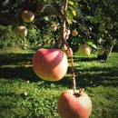 Rocky Brook Orchard - Historical Places