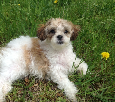 Animal Empire Vet Clinic - Maspeth, NY. My adorable puppy Tuby relaxing������������❤️