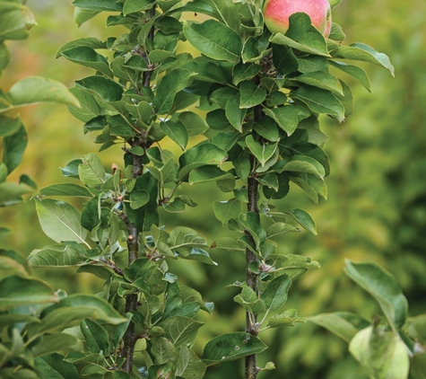 Fleming's Nurseries Pty Ltd - Monbulk, VIC