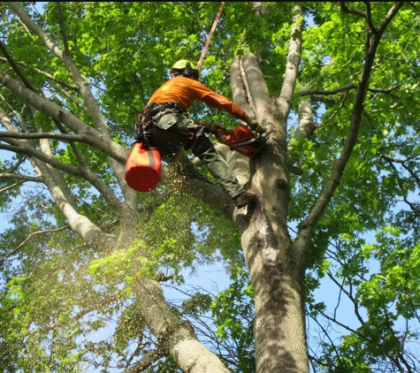 S&S Property Maintenance Tree Service - Springfield, OH. Tree Trimming